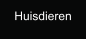 Huisdieren