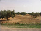 olijfbomen